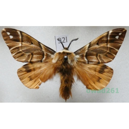 Endromis versicolora (Linnaeus, 1758) male Poland92l